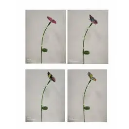 Solar LED Fiber Optic Butterfly Stake Light Color-Changing Effects Four Seasons Courtyard